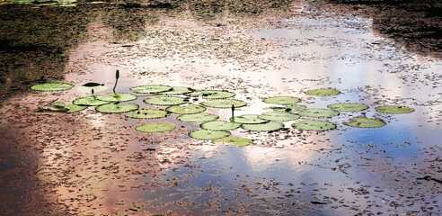 royal victory plant in the lake
