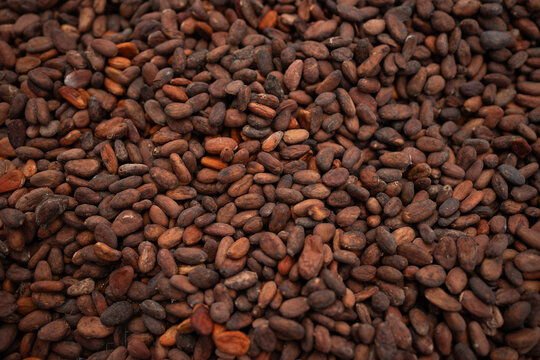Raw cocoa beans from cacao fruit which are then turned into chocolate. Papua beans from Indonesia - Powered by Adobe