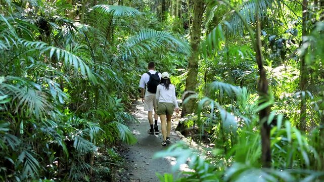 Person Walking Alone on Rainforest Trail in Dorrigo
