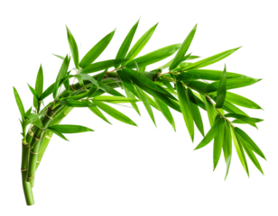 Dynamic Motion Illustration of Bamboo Blowing in Wind, Stylized Arc