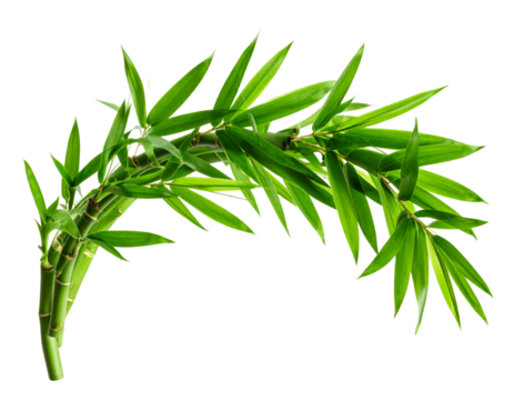 Dynamic Motion Illustration of Bamboo Blowing in Wind, Stylized Arc