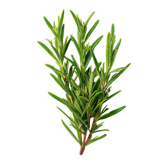 Fototapeta premium A green herb with a long stem