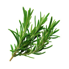 Fototapeta premium A green leafy plant with a stem