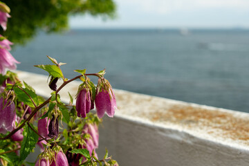 pink flowers on the beach
