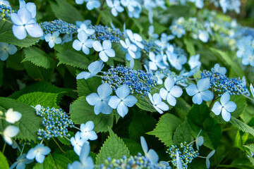 forget me not flowers