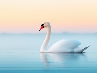 Fototapeta premium Majestic swan gracefully swimming in a peaceful lake surrounded by soft pastel tones and gentle ripples creating a serene natural setting