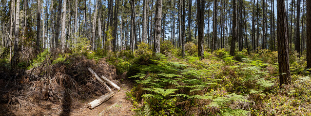 Sunlit Northern California Forest Panorama