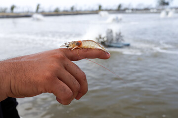 white shrimp, Litopenaeus vannamei, with a background of a cultivation pond