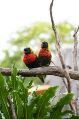 rainbow lorikeet parrot
