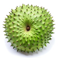 kiwi fruit isolated on white