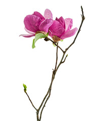 Purple magnolia flower, Magnolia felix isolated on white background, with clipping path