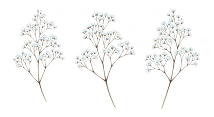 White Babys Breath Floral Branches