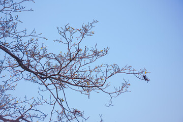 Close-up of tree branches with fresh buds against a clear blue sky in Porsea Toba, North Sumatra....