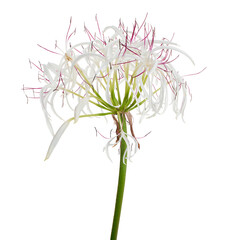 Crinum asiaticum, Giant crinum lily flower, White flowers isolated on white background, with clipping path  