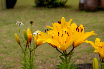 yellow flowers in the garden