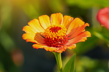 Stunning golden-orange zinnia flower glowing in soft, warm light, highlighting its delicate texture and vibrant hue