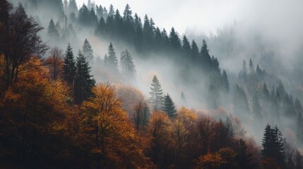 Autumnal Mountain Forest in Fog