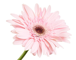 Pink Barberton daisy flower, Gerbera jamesonii, isolated on white background, with clipping path   