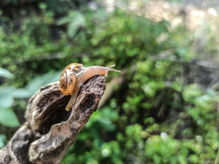 The Macro Bush Snail, or Bradybaena similaris, is often found around yards and gardens. It usually...