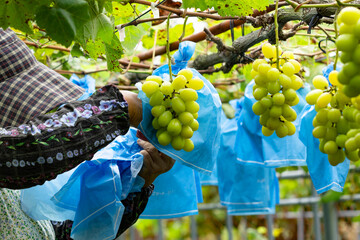 シャインマスカット 手 収穫 葡萄 果物 shine muscat Hand harvest Grapes Fruits