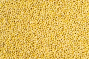 もちきびのクローズアップ