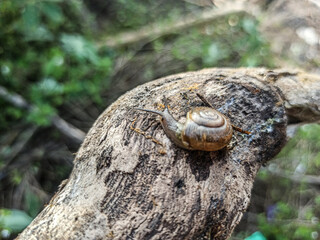 The Macro Bush Snail, or Bradybaena similaris, is often found around yards and gardens. It usually...