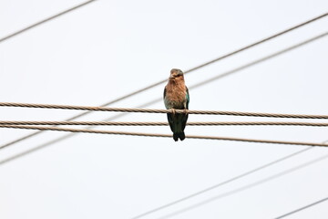 Indian Roller