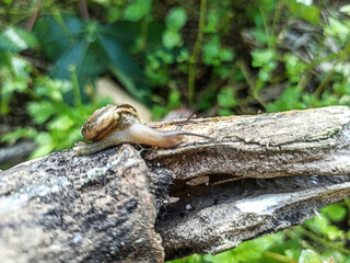 The Macro Bush Snail, or Bradybaena similaris, is often found around yards and gardens. It usually...
