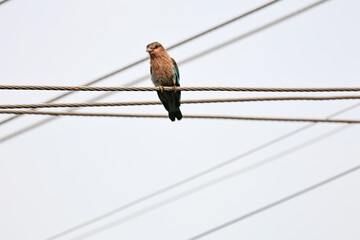 Indian Roller
