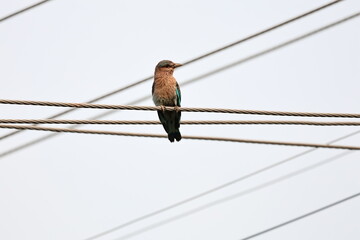 Indian Roller