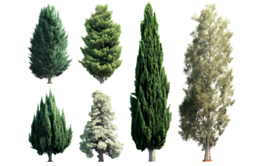 6 different types of cypress trees, transparent background