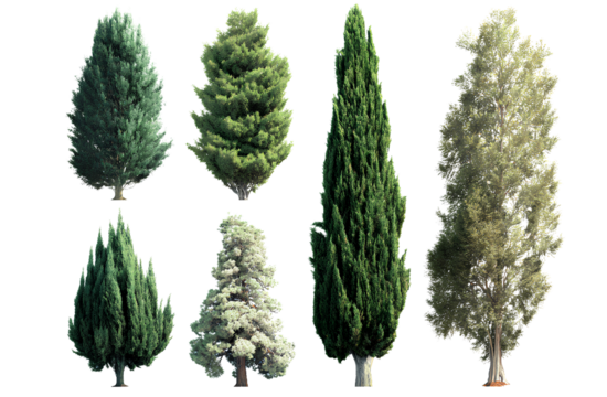 6 different types of cypress trees, transparent background