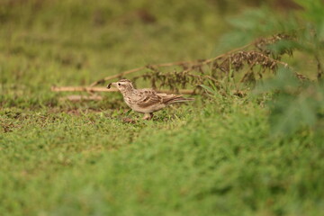Bird on grass