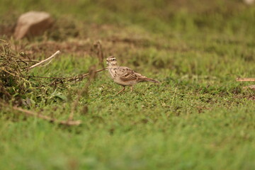 Bird on grass