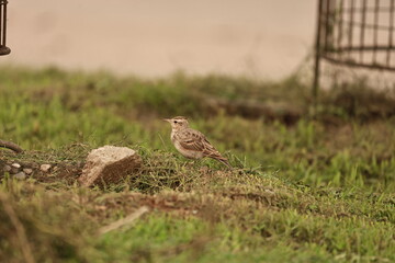 Bird on grass