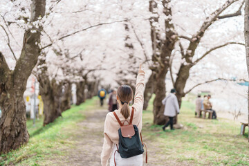 Woman tourist sightseeing Sakura Cherry Blossom in Spring. Happy traveler travel near Hinokinai...