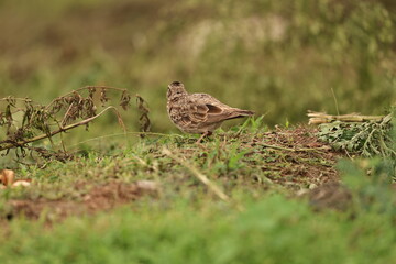 Bird on grass