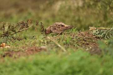 Bird on grass