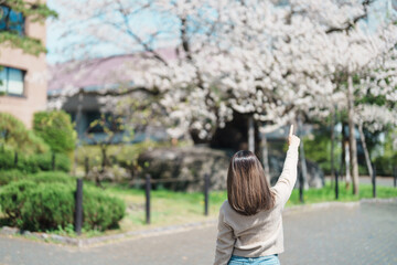 Woman tourist sightseeing Rock breaking Cherry Tree or Ishiwarizakura in Spring, happy traveler...