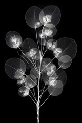 X-Ray Vision of Nature: Exploring the Invisible Elegance of Plant Anatomy