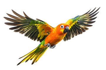 Vibrant sun conure parrot in mid flight with wings spread wide isolated on transparent background