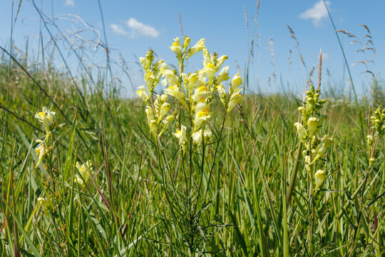 Yellow toadflax blooming in summer grassland