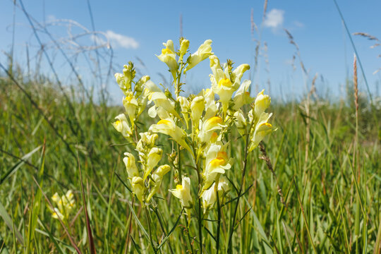 Yellow toadflax blooming in summer grassland