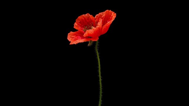 Time Lapse of flowering poppy on black background. Summer timelapse of red poppy flowers