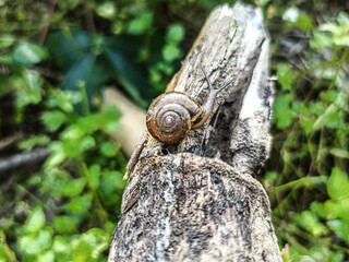 The Macro Bush Snail, or Bradybaena similaris, is often found around yards and gardens. It usually...