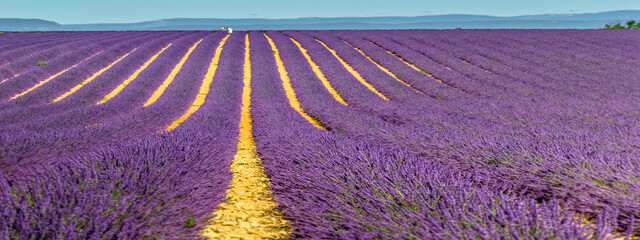 Champ de lavande, plateau de Valensole, Provence, France 