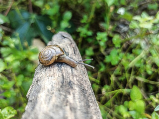 The Macro Bush Snail, or Bradybaena similaris, is often found around yards and gardens. It usually...