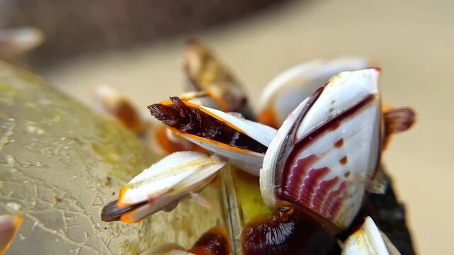Tentacles of the barnacle Lepas anatifera protruding from their shells. Biology and marine ecology in macro photography.