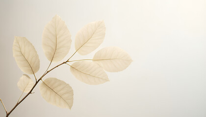 Delicate Translucent Skeleton Leaves on Soft White Background