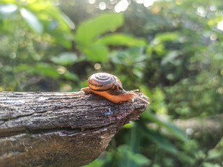 The Macro Bush Snail, or Bradybaena similaris, is often found around yards and gardens. It usually...